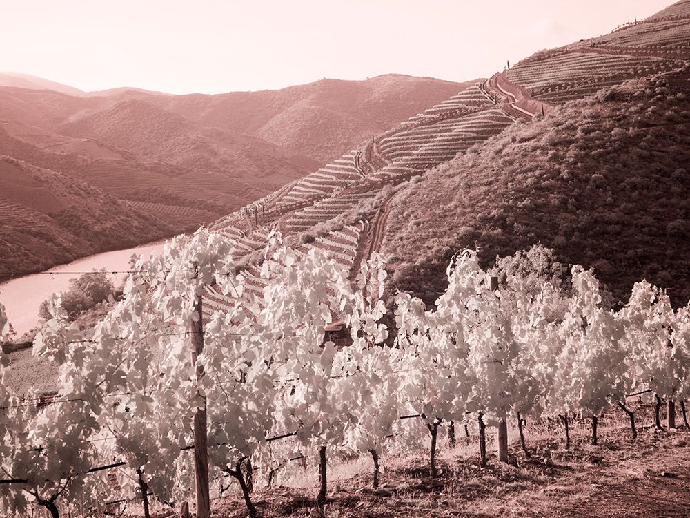 Portugal-Douro Valley-Vineyards draping the hills